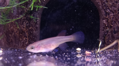 Femelle ♀️ Fundulopanchax gardneri Nsukka