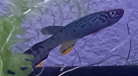aquarium 233 01 Couple Fundulopanchax scheeli pour diffusion