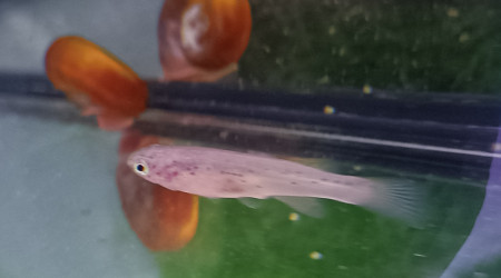 Femelle ♀️ Fundulopanchax scheeli