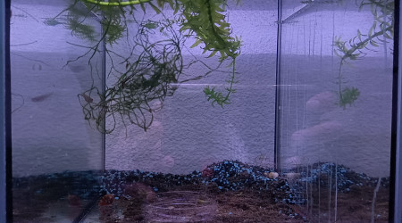 aquarium 313 Minimum 01 Alevin Aphyosemion striatum Ncolamvan GEMHS 00-33