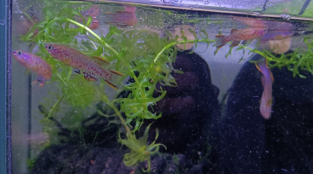 Mâles ♂️ Fundulopanchax nigerianus innidere