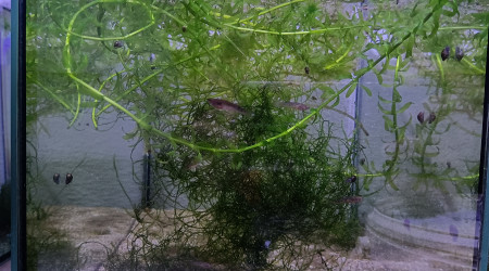 aquarium 411 01 Couple Reproducteur Scriptaphyosemion geryi  Dindéfello OMSEN 21