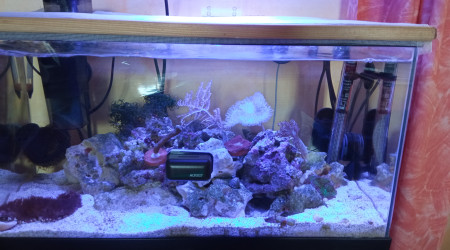 aquarium 60 L