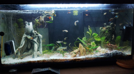 aquarium Aquarium 80l