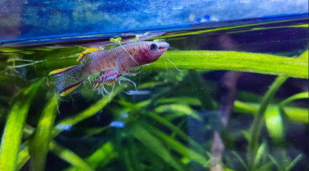 Fundulopanchax nigerianus innidere