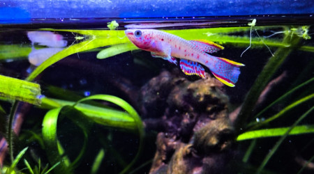 Fundulopanchax nigerianus innidere