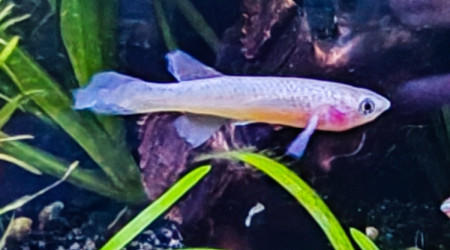 Femelle ♀️ Fundulopanchax nigerianus innidere