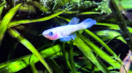 Femelle ♀️ Fundulopanchax nigerianus innidere