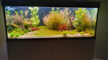 Quelques nouvelles du bac en cours de cyclage.