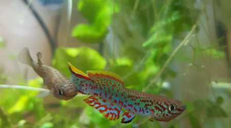 aquarium 121 Minimum 06 Alevin Fundulopanchax nigerianus innidere