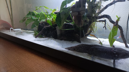 aquarium Lulu et GéGé