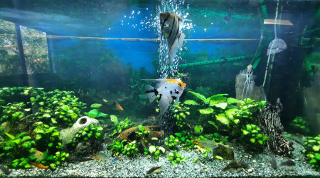 aquarium Tropicaux Juwel 340 L