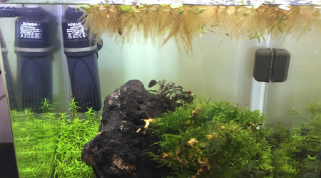 Ça pousse, ça pousse !