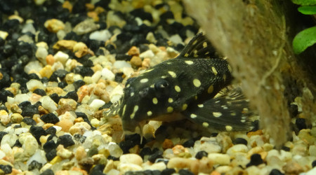 Hypancistrus sp. L210 (Non, ce n'est pas un Inspector)