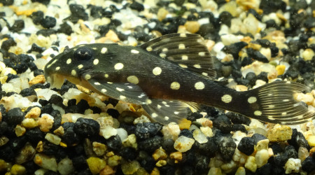 Hypancistrus sp. L210 (Non, ce n'est pas un Inspector)