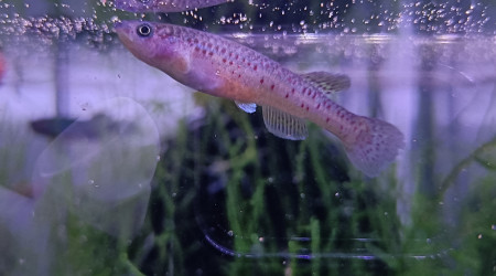 Femelle ♀️ Fundulopanchax marmoratus Mundemba GS 88-01