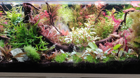 aquarium Bac 120L cuve basse