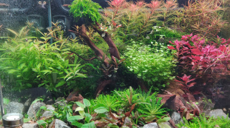 aquarium Scaper s Tank 1