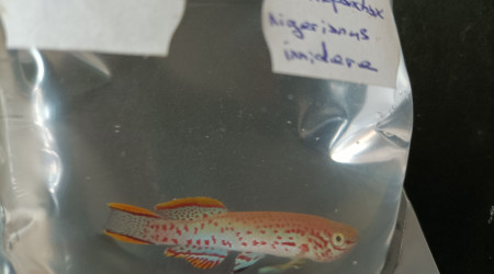 Fundulopanchax nigerianus innidere