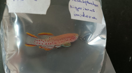 Fundulopanchax nigerianus innidere