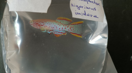 Fundulopanchax nigerianus innidere