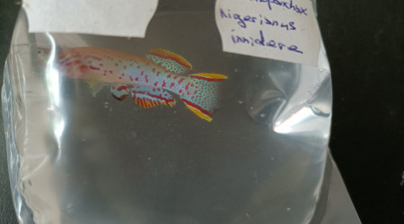 Fundulopanchax nigerianus innidere