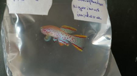 Fundulopanchax nigerianus innidere