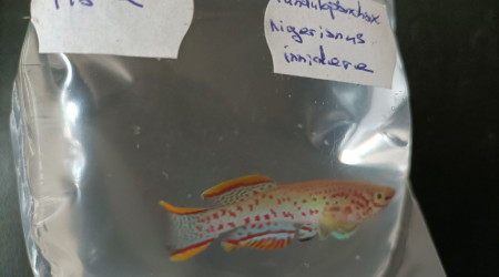 Fundulopanchax nigerianus innidere