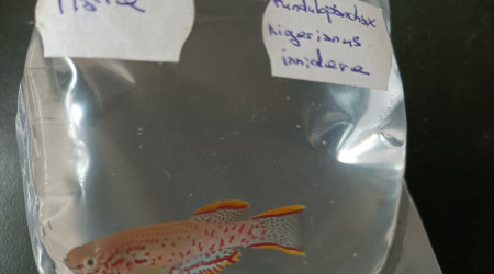 Fundulopanchax nigerianus innidere