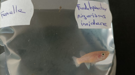 Fundulopanchax nigerianus innidere