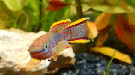 Fundulopanchax nigerianus innidere