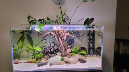 aquarium Biotope amazonien