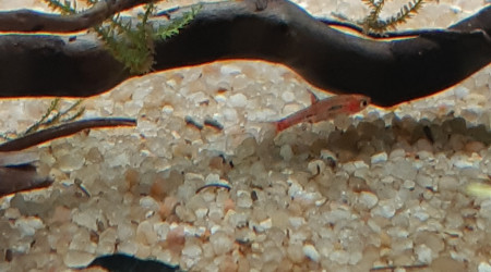 Rasbora Orné