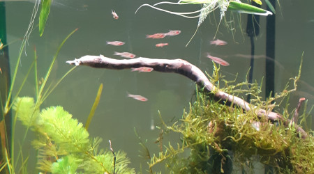 Rasbora Orné