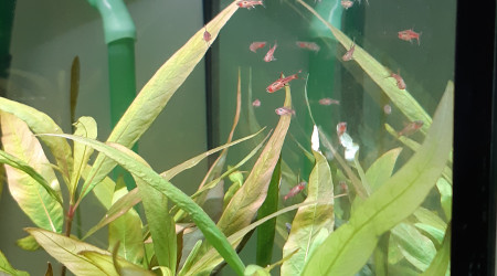 Rasbora Orné