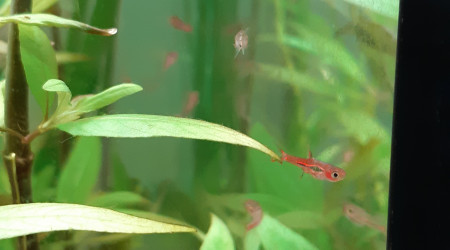 Rasbora Orné