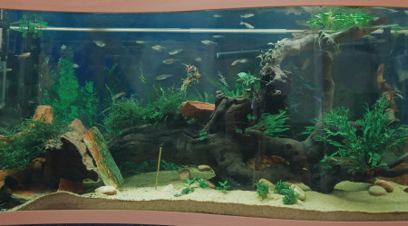 aquarium Aquarium Cap Horn 218L