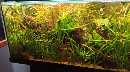 100L Diminutus - MAJ Photo