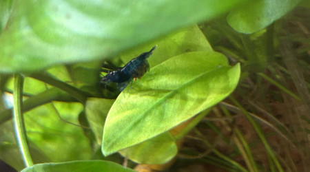 aquarium Blue velvet