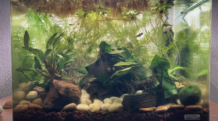 aquarium Impérial Gambusia