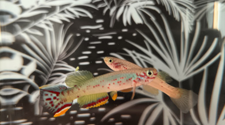 Couple ♀️♂️ Fundulopanchax scheeli