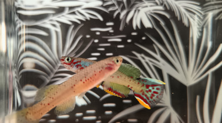 Couple ♀️♂️ Fundulopanchax scheeli