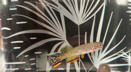 Couple ♀️♂️ Fundulopanchax scheeli