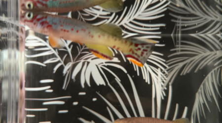 Couple ♀️♂️ Fundulopanchax scheeli