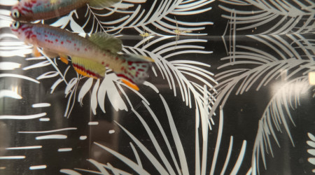 Mâle ♂️ Fundulopanchax scheeli