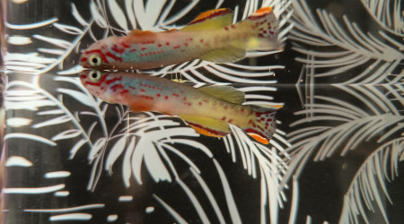 Mâle ♂️ Fundulopanchax scheeli