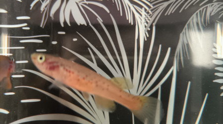 Femelle ♀️ Fundulopanchax scheeli