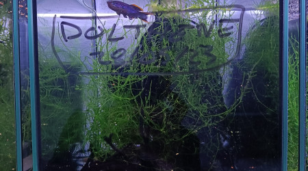 Couple ♀️♂️ reproducteur Fundulopanchax nigerianus innidere