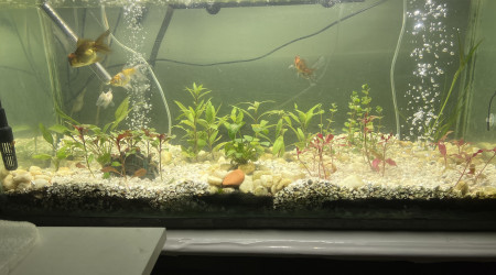 aquarium voile de chine et Ouganda