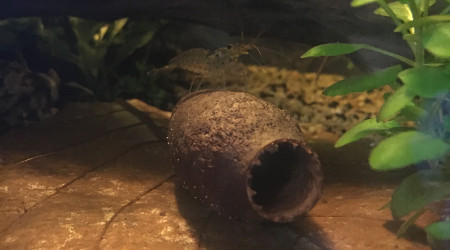 Ajout de gousses de cariniana (3)